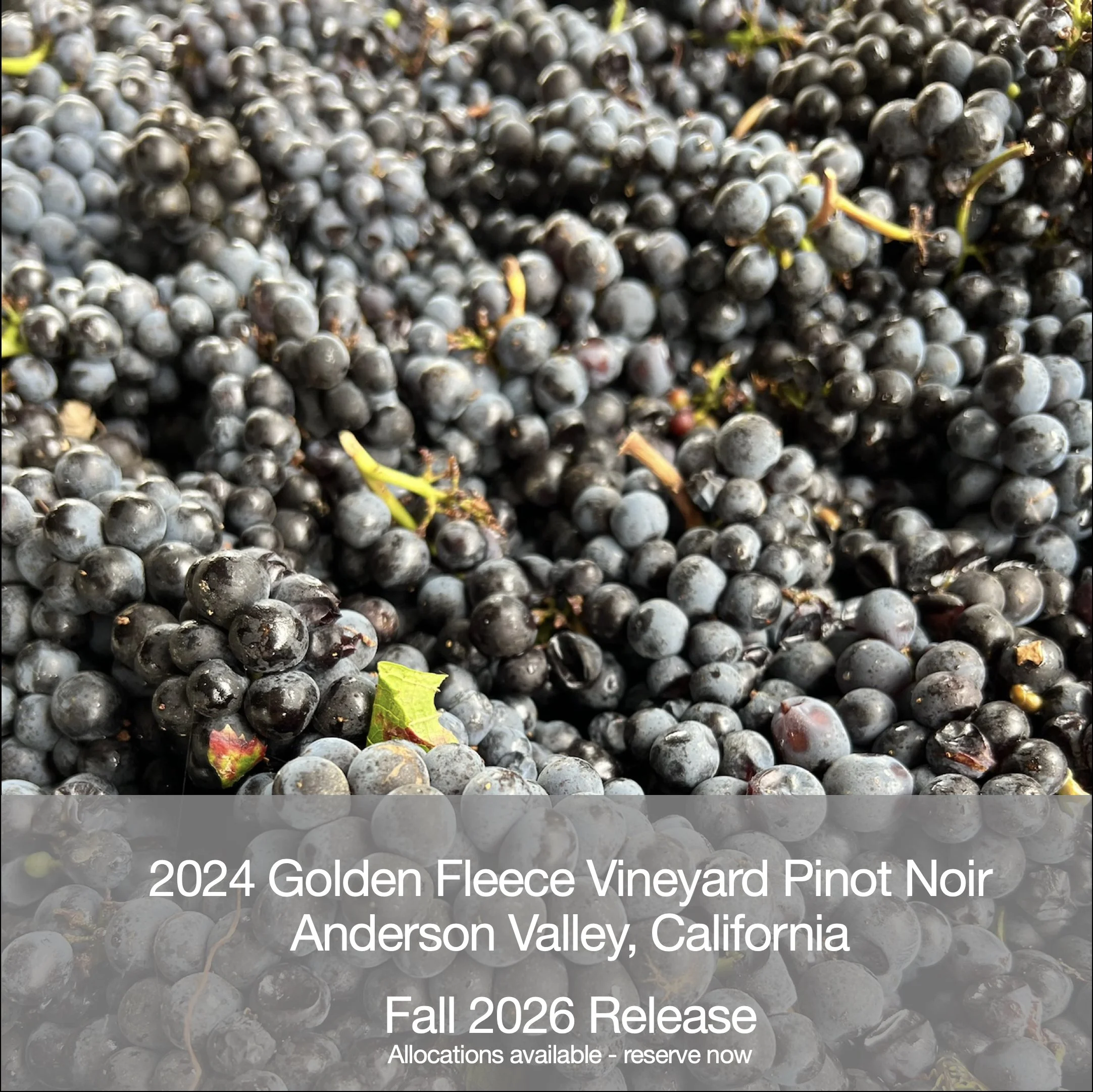 2024 Golden Fleece Vineyard Pinot Noir, Anderson Valley, CA